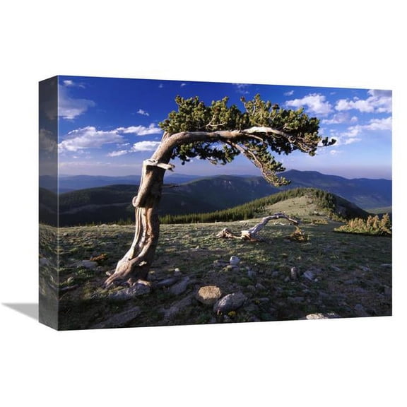12 x 16 in. Bristlecone Pine, Mt Evans, Colorado Art Print - Tim Fitzharris