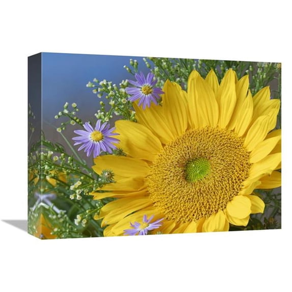 12 x 16 in. Common Sunflower & Asters, North America Art Print - Tim Fitzharris