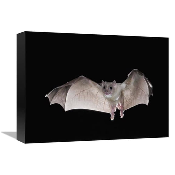 12 x 16 in. Egyptian Fruit Bat Flying, Michigan Art Print - Steve Gettle