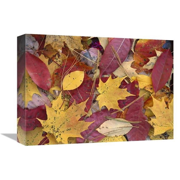 12 x 16 in. Fall-Colored Maple, Sourwood & Cherry Leaves, Great Smoky Mountains NP Art Print - Tim Fitzharris