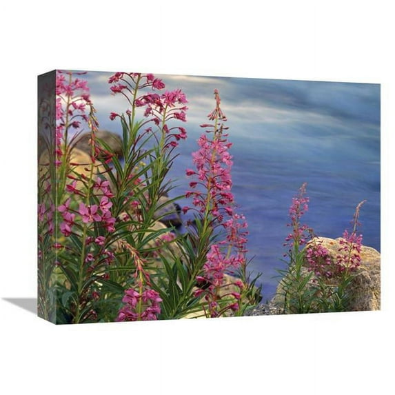 12 x 16 in. Fireweed Against Flowing Stream, North America Art Print - Tim Fitzharris