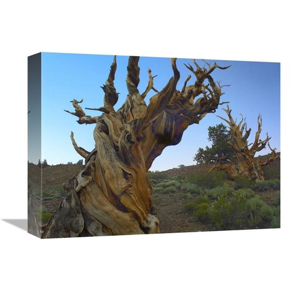 12 x 16 in. Foxtail Pine Tree, Ancient Trees, Schulman Grove, White Mountains, California Art Print - Tim Fitzharris