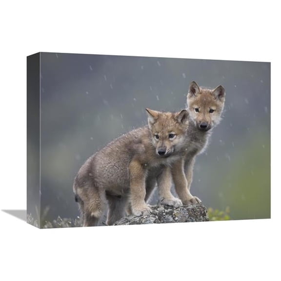 12 x 16 in. Gray Wolf Pups in Light Snowfall, North America Art Print - Tim Fitzharris