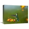 thumbnail image 1 of 12 x 16 in. Green-Crowned Woodnymph Female Landing, Ecuador Art Print - Tim Fitzharris, 1 of 1