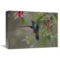 thumbnail image 1 of 12 x 16 in. Green Violet-Ear Hummingbird Foraging, Costa Rica Art Print - Tim Fitzharris, 1 of 1