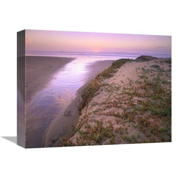 12 x 16 in. Hottentot Fig Growing in Beach Sand, Morro Strand State Beach, California Art Print - Tim Fitzharris