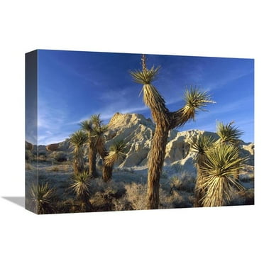 12 x 16 in. Joshua Trees in Red Rock Canyon State Park, California Art Print - Tim Fitzharris