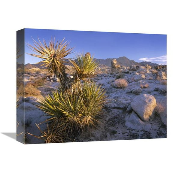 12 x 16 in. Mojave Yucca in Rocky Landscape, Mojave National Preserve, California Art Print - Tim Fitzharris
