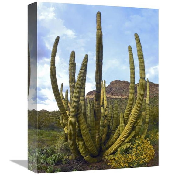 12 x 16 in. Organ Pipe Cactus Arizona Art Print - Tim Fitzharris