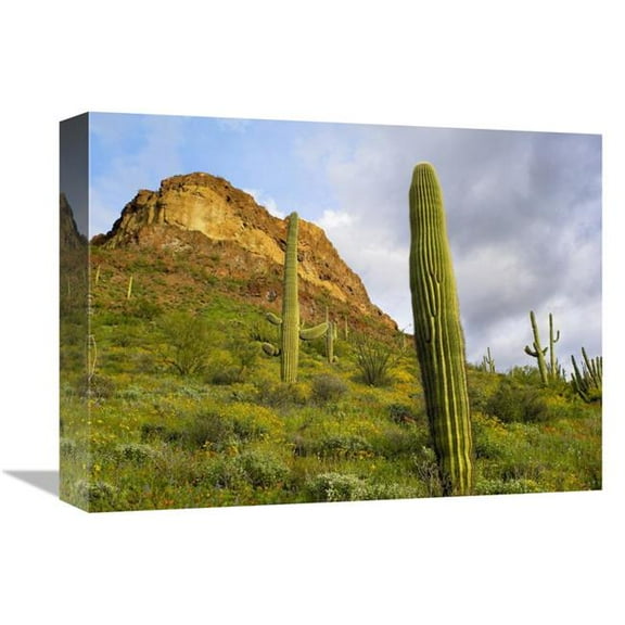 12 x 16 in. Organ Pipe Cactus Organ Pipe Cactus National Monument, Sonoran Desert, Arizona Art Print - Tim Fitzharris