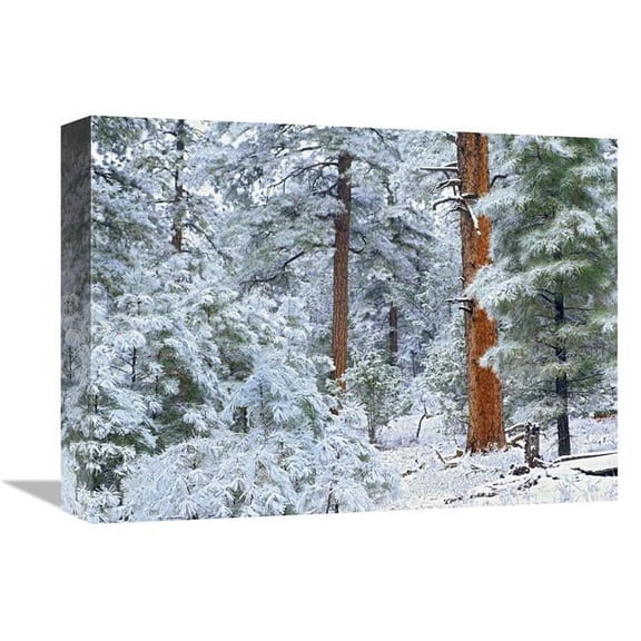 12 x 16 in. Ponderosa Pine Forest in Snow, Grand Canyon National Park, Arizona Art Print - Tim Fitzharris