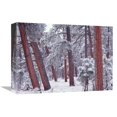 thumbnail image 1 of 12 x 16 in. Ponderosa Pines with Snow, Grand Canyon National Park, Arizona Art Print - Tim Fitzharris, 1 of 1