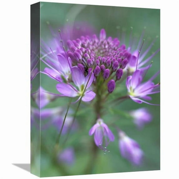 12 x 16 in. Rocky Mountain Bee Plant Flower, Great Sand Dunes National Monument, Colorado Art Print - Tim Fitzharris