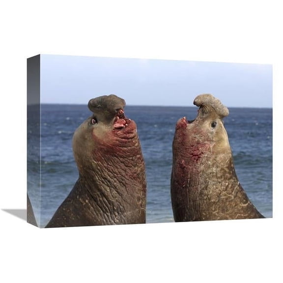12 x 16 in. Southern Elephant Seal Males Competing, Falkland Islands Art Print - Hiroya Minakuchi