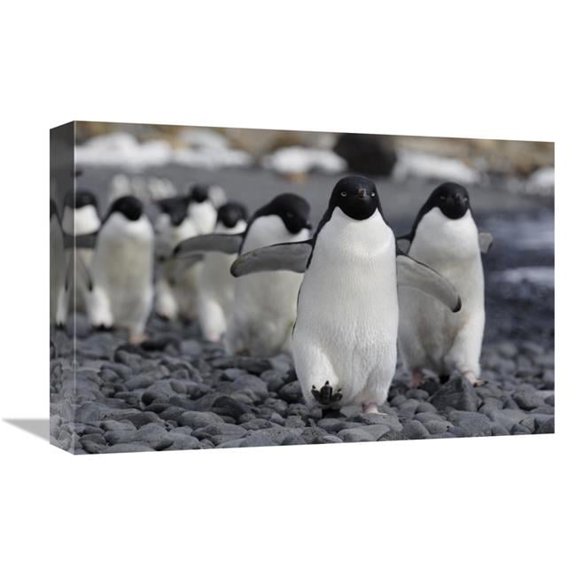12 x 18 in. Adelie Penguin Group Marching to Colony, Antarctic Peninsula, Antarctica Art Print - Hiroya Minakuchi