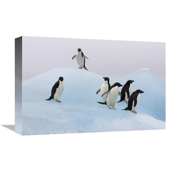 12 x 18 in. Adelie Penguin Six Pengiuns Standing on Iceberg, Paulet Island, Antarctica Art Print - Suzi Eszterhas