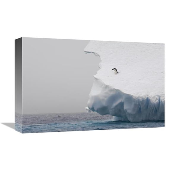 12 x 18 in. Adelie Penguin on Edge of Iceberg, Paulet Island, Antarctica Art Print - Suzi Eszterhas