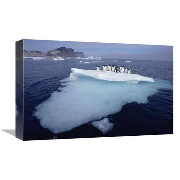 12 x 18 in. Adelie Penguins Crowding on Melting Ice Floe, Summer, Antarctica Art Print - Tui De Roy
