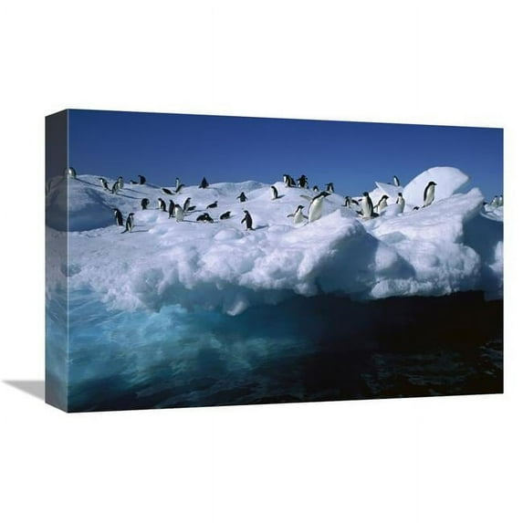 12 x 18 in. Adelie Penguins on Iceberg in Hope Bay, Antarctic Peninsula, Antarctica Art Print - Colin Monteath