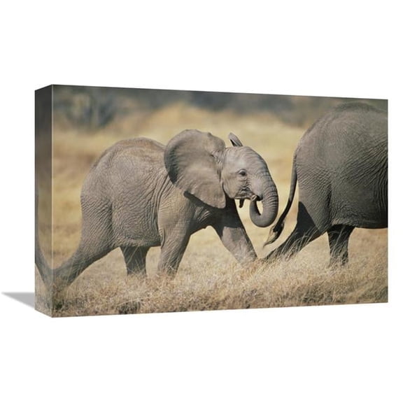 12 x 18 in. African Elephant Baby Following Mother, Amboseli National Park, Kenya Art Print - Gerry Ellis