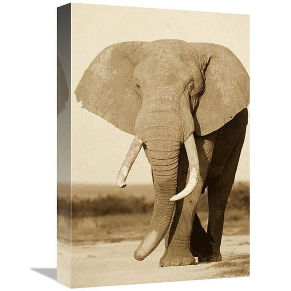 12 x 18 in. African Elephant Bull, Amboseli National Park, Kenya - Sepia Art Print - Gerry Ellis