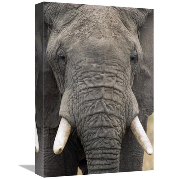 12 x 18 in. African Elephant Face, Tarangire National Park, Tanzania Art Print - Gerry Ellis