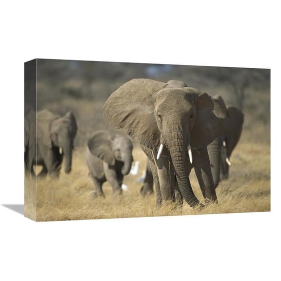 12 x 18 in. African Elephant Group, Vulnerable, Samburu National Reserve, Kenya Art Print - Gerry Ellis