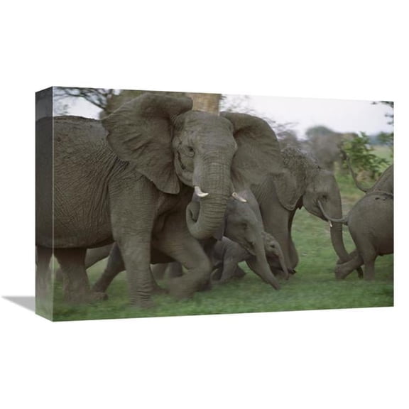12 x 18 in. African Elephant Herd Running, Linyanti Swamp, Botswana Art Print - Gerry Ellis