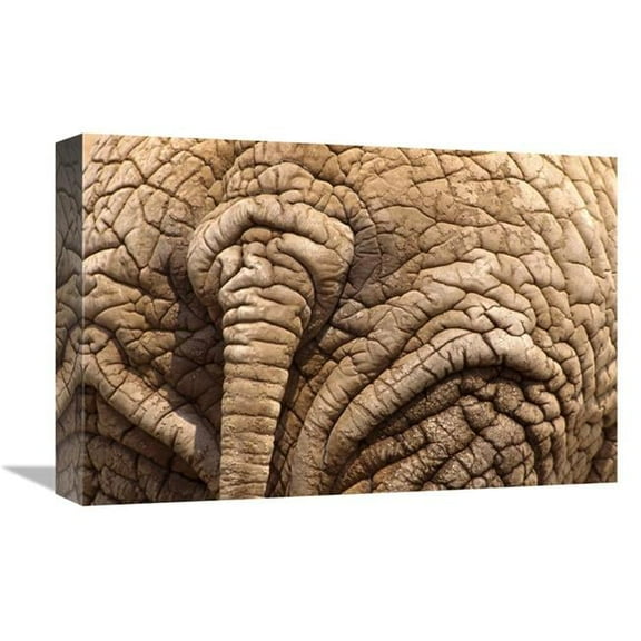12 x 18 in. African Elephant Tail & Skin, Amboseli National Park, Kenya Art Print - Gerry Ellis