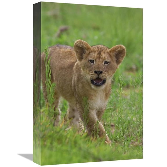 12 x 18 in. African Lion Cub Calling, Threatened, Native to Africa Art Print - San Diego Zoo