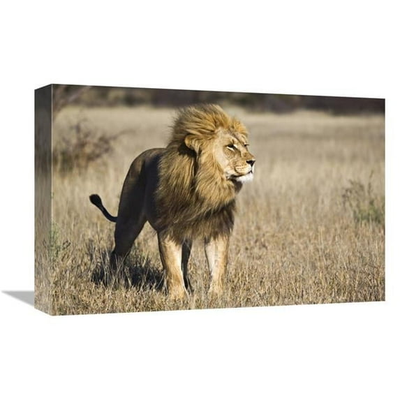 12 x 18 in. African Lion Male, Khutse Game Reserve, Botswana Art Print - Vincent Grafhorst