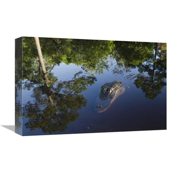12 x 18 in. American Alligator on Surface, Okefenokee National Wildlife Refuge, Florida Art Print - Pete Oxford