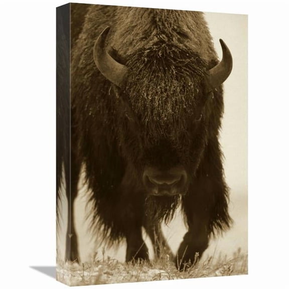 12 x 18 in. American Bison Portrait in Snow, North America Art Print - Tim Fitzharris