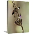 thumbnail image 1 of 12 x 18 in. Amethyst-Throated Sunangel Males Diplaying, Ecuador Art Print - Murray Cooper, 1 of 1