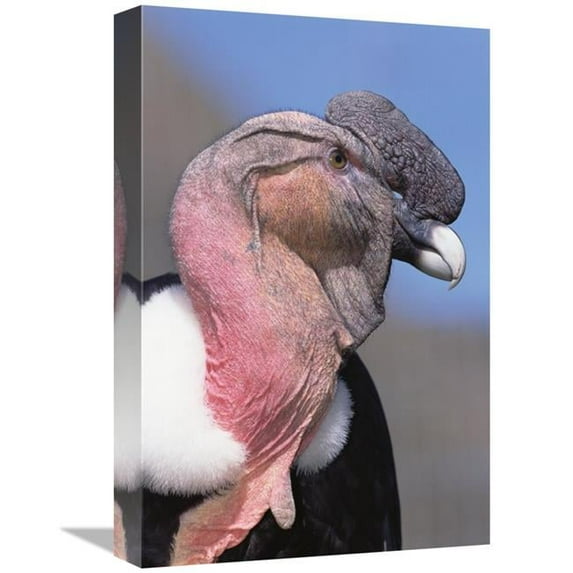 12 x 18 in. Andean Condor Male, Cayambe, Ecuador Art Print - Tui De Roy