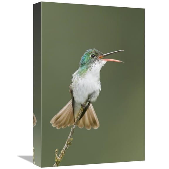 12 x 18 in. Andean Emerald Hummingbird Calling, Ecuador Art Print - Steve Gettle