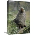 thumbnail image 1 of 12 x 18 in. Antarctic Fur Seal Bull in Tussock Grass, Gold Harbor, South Georgia Island Art Print - Tui De Roy, 1 of 1