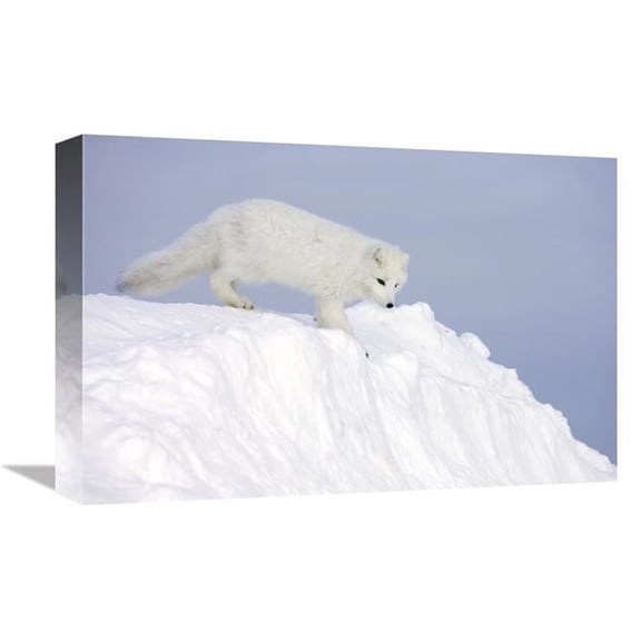 12 x 18 in. Arctic Fox on Snow Drift, Tundra, Arctic Art Print - Matthias Breiter