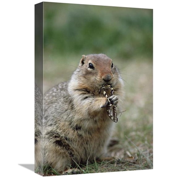 12 x 18 in. Arctic Ground Squirrel Feeding on Butterfly, Alaska Art Print - Michael Quinton