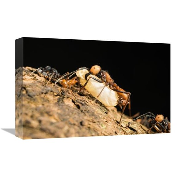 12 x 18 in. Army Ant Carrying Insect Pupa, La Selva, Costa Rica Art Print - Konrad Wothe