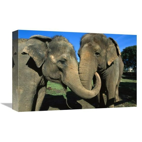 12 x 18 in. Asian Elephant Pair with Entwined Trunks, Native to India, Asia, Thailand & Laos Art Print - San Diego Zoo