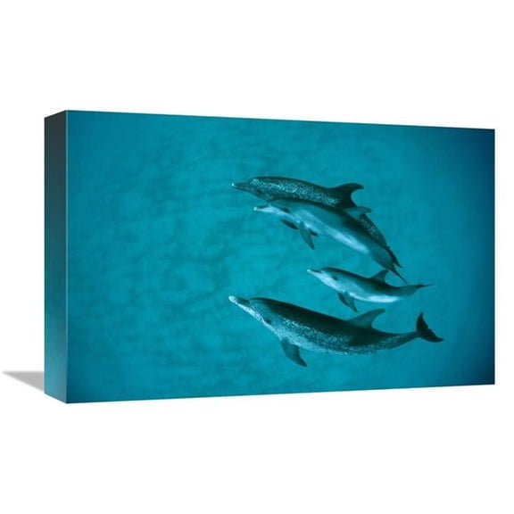 12 x 18 in. Atlantic Spotted Dolphin Adult Group with Unspotted Calf, Underwater, Bahamas Art Print - Flip Nicklin
