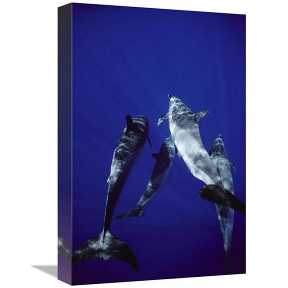 12 x 18 in. Atlantic Spotted Dolphin Group of Adults & Juveniles, Bahamas Art Print - Flip Nicklin