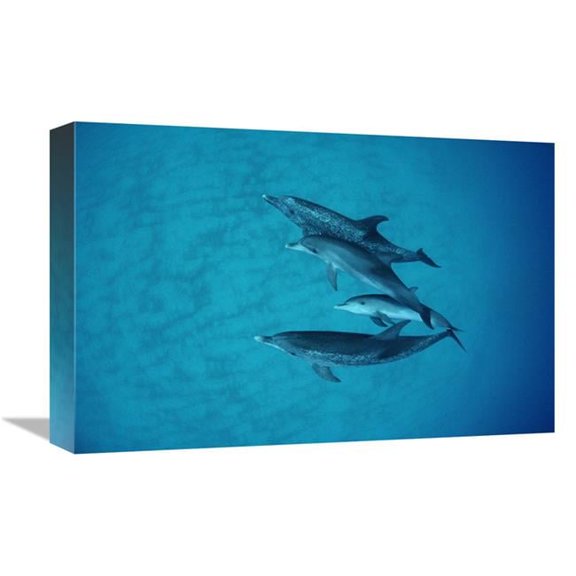 12 x 18 in. Atlantic Spotted Dolphin Underwater Group of Adults & Juveniles, Bahamas Art Print - Flip Nicklin