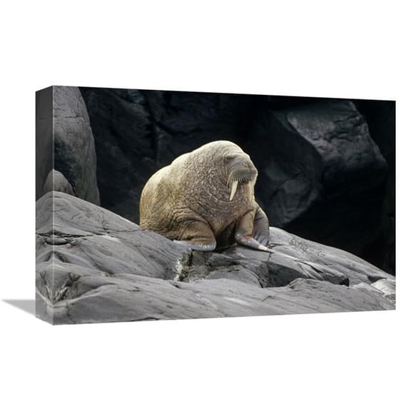 12 x 18 in. Atlantic Walrus Bull on Rocky Shore, Marble Island, Hudson Bay, Canada Art Print - Tui De Roy