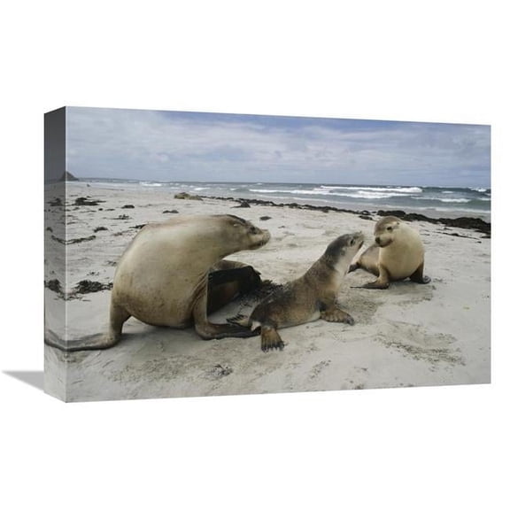 12 x 18 in. Australian Sea Lion Mother & Pups, Kangaroo Island, Australia Art Print - Gerry Ellis