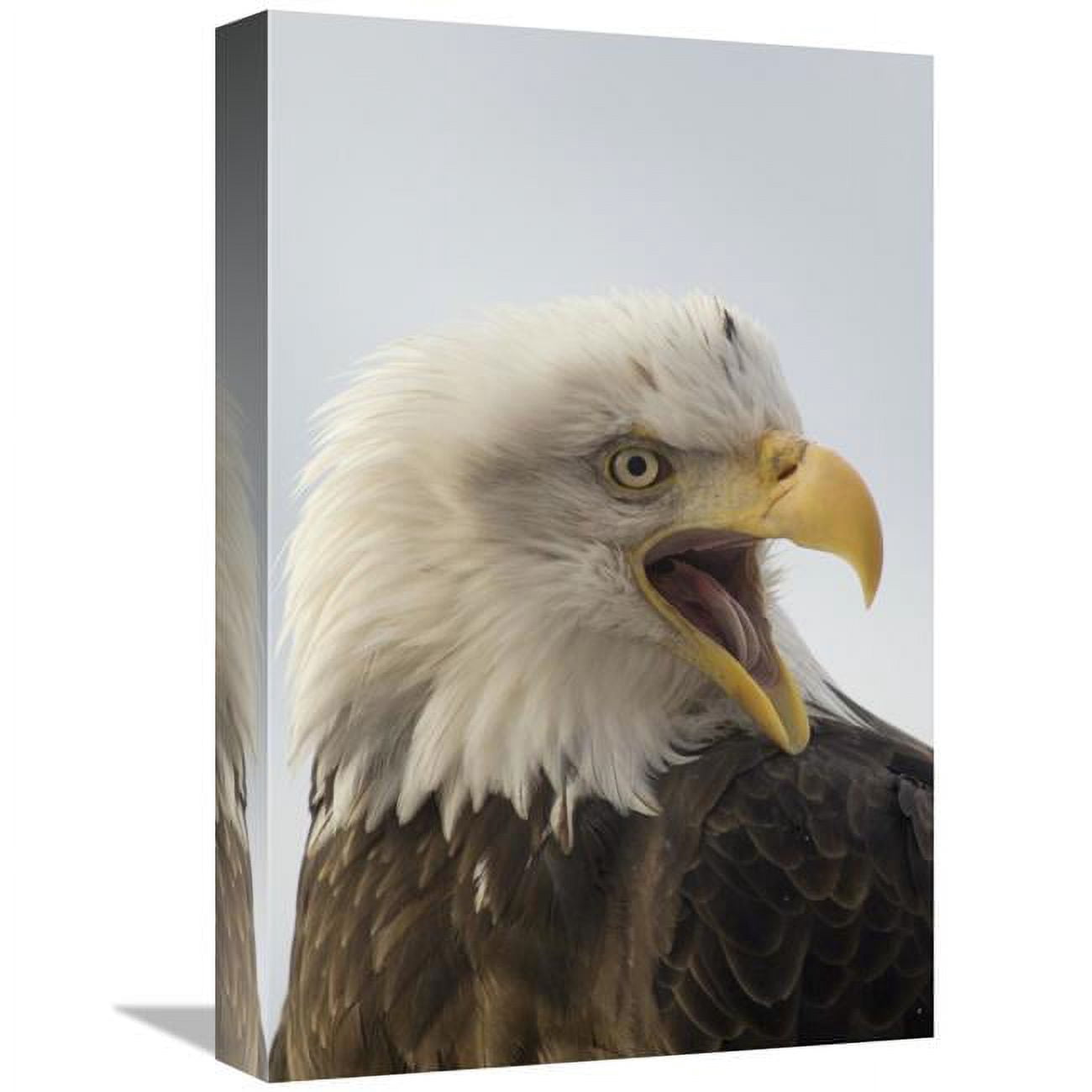 Bald Eagle Alaska Art Printnull