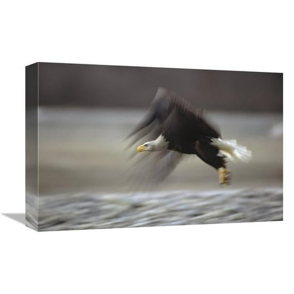 12 x 18 in. Bald Eagle Flying, Alaska Art Print - Gerry Ellis