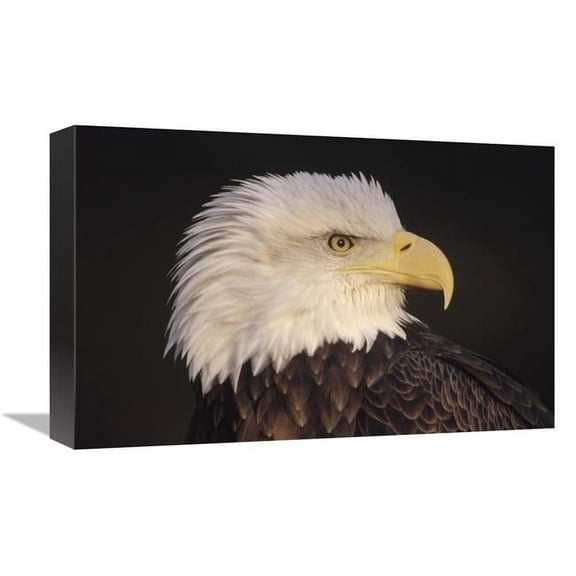 12 x 18 in. Bald Eagle Portrait, North America Art Print - Gerry Ellis