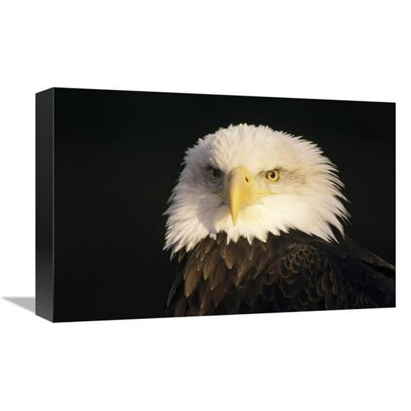 12 x 18 in. Bald Eagle Portrait, North America Art Print - Gerry Ellis